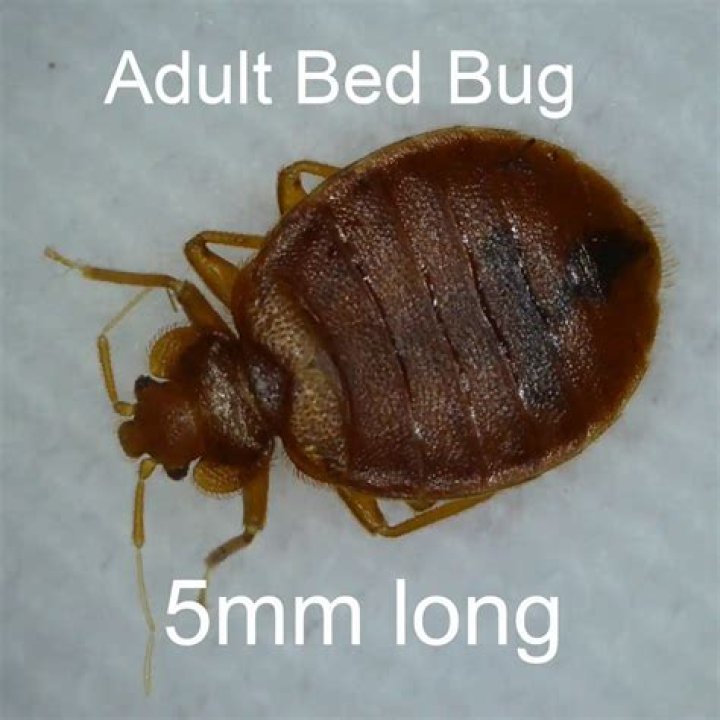 Are bed bugs a big problem?