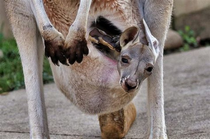 Are joeys born in the pouch?