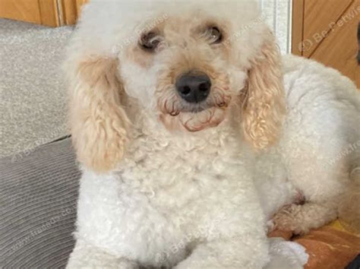 Are male or female Poodles more affectionate?