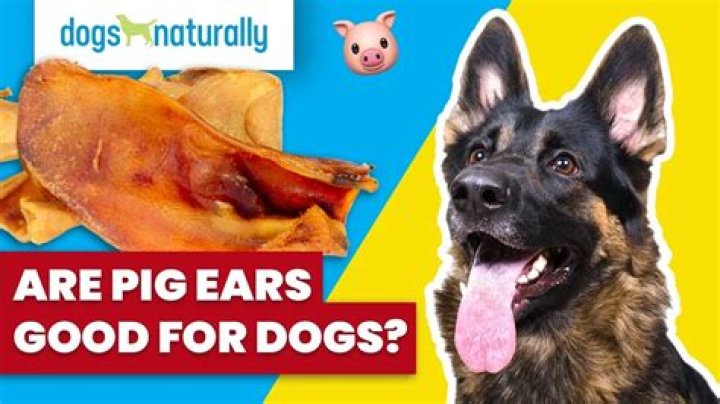 Are pig ears good for dogs?