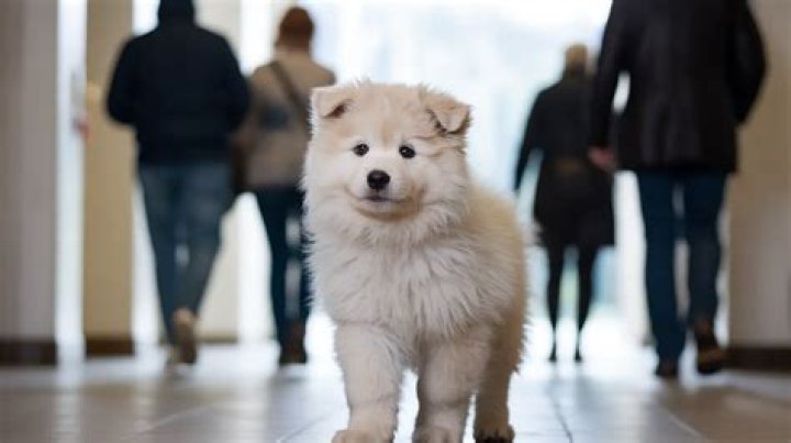 At what age is a dog considered old?