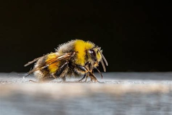 Can drones get through a queen excluder?