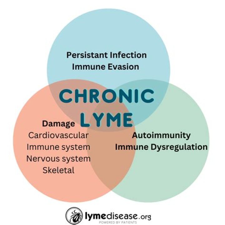 Can Lyme cause insanity?