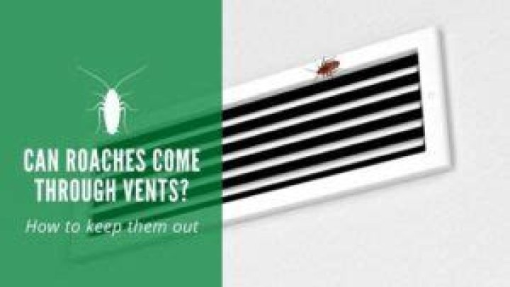 Can roaches come through vents?