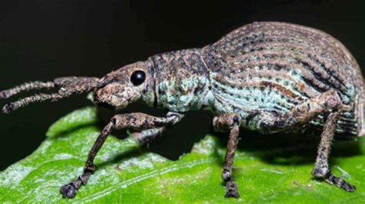 Can weevils live in carpet?