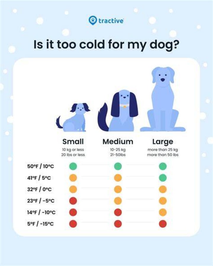 Do dogs get cold?