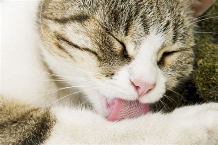 How dirty are cats tongues?