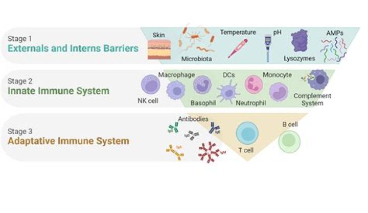 How long does immunity last after COVID-19 infection?