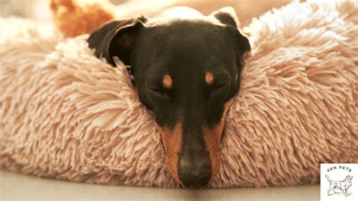 How much sleep does a 4 month puppy need?