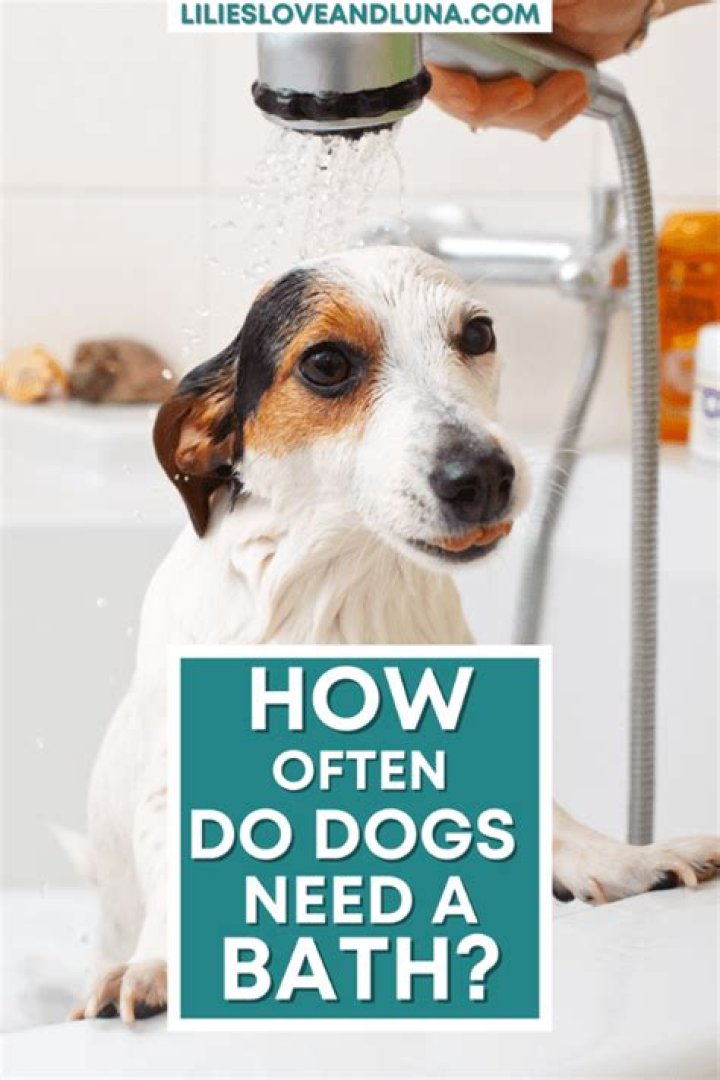 How often should dog be bathed?