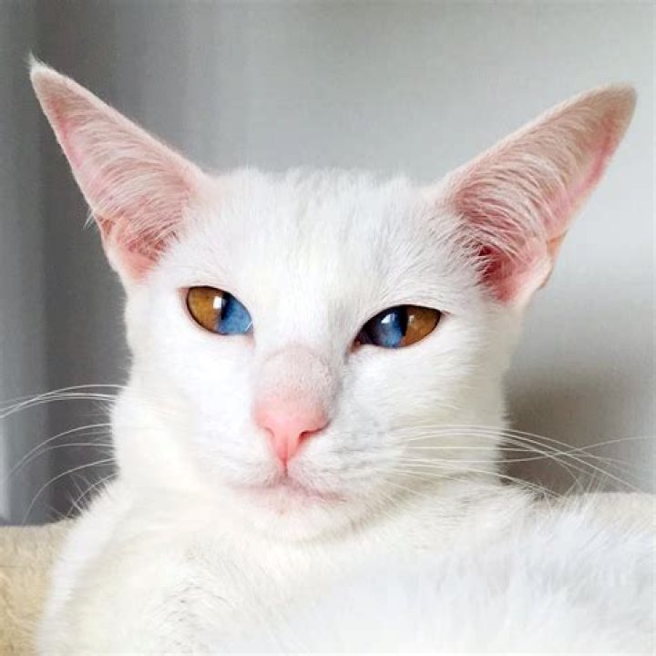 How rare is a white cat?
