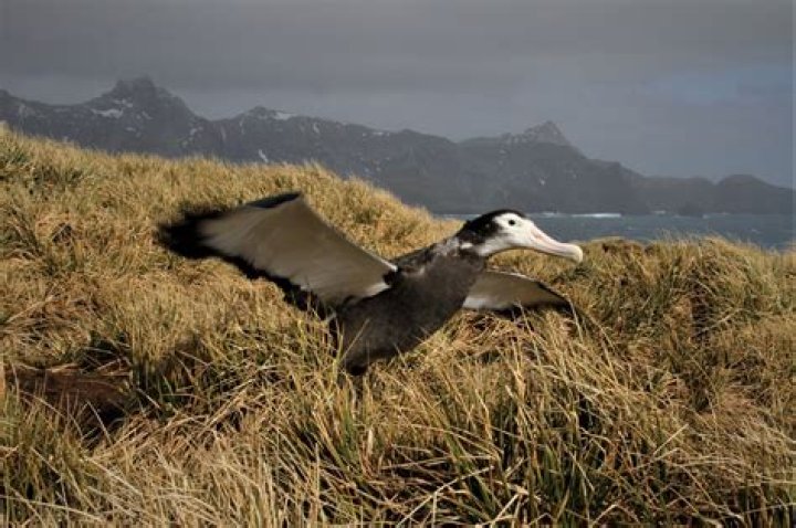 Is Albatross part IceWing?