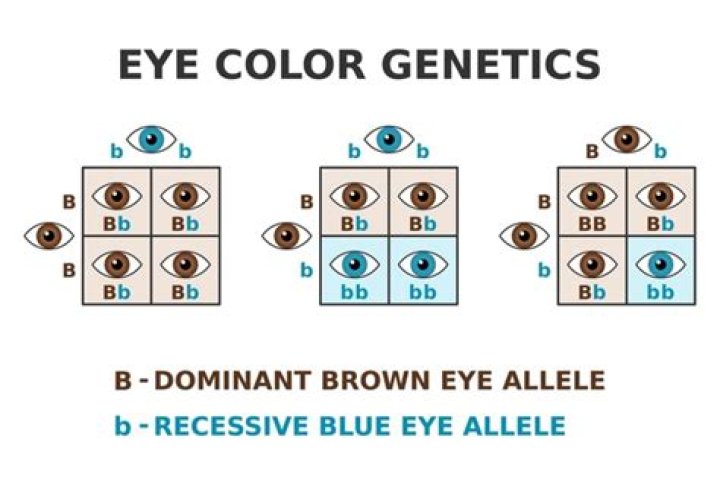 Is brown eye dominant over green?