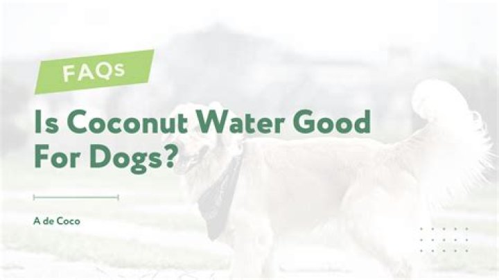 Is coconut water good for dogs?