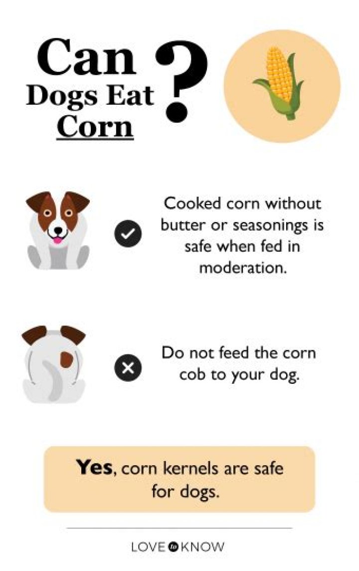 Is corn bad for dogs?
