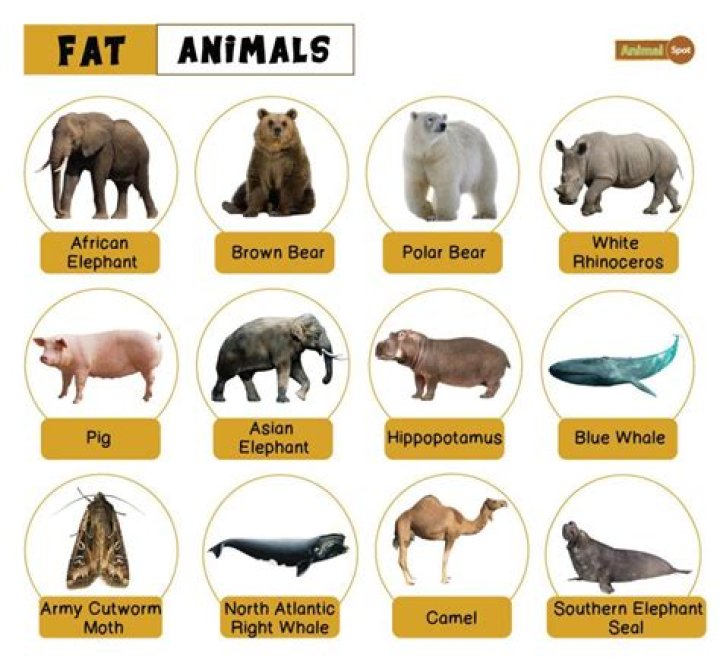 What animals Cannot fart?