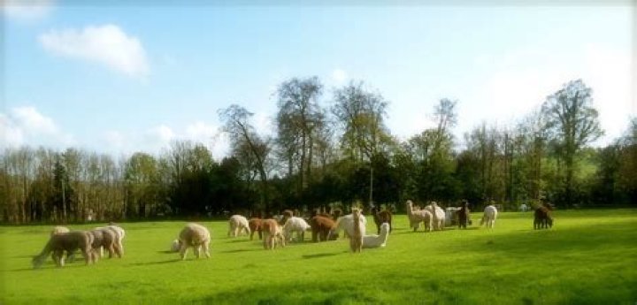 What can I blend with alpacas?