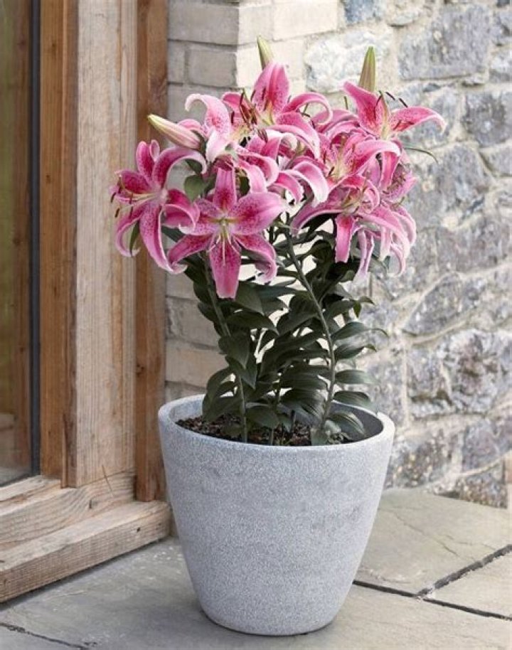 What do stargazer lilies symbolize?