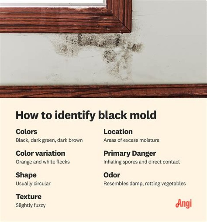 What does black mold look like in bathroom?