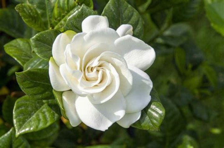 What does Gardenia symbolize?