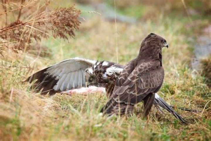What eats a hawk?