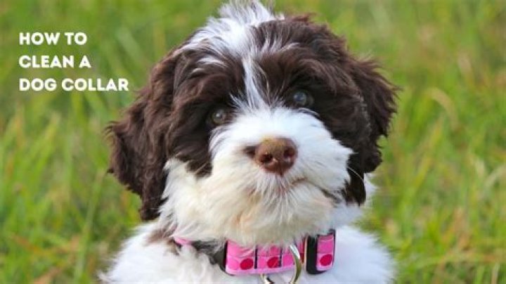 What is the cleanest dog?