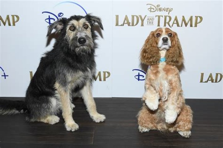 What kind of dog is Tramp from Lady and the Tramp 2019?