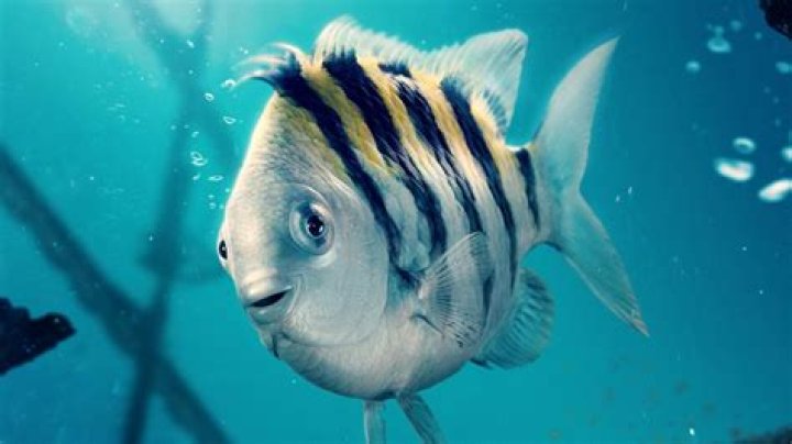 What kind of fish is on Santiago's line?