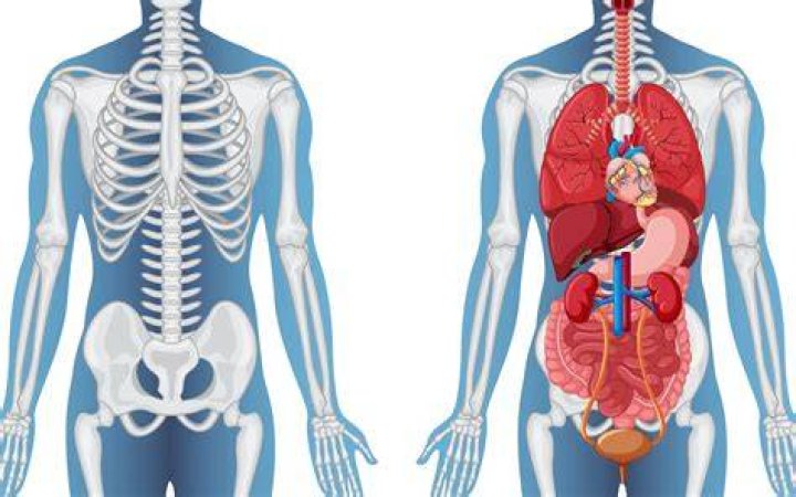 What organ is on the left side of your back?