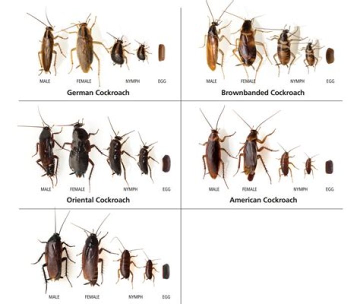 What time of year are roaches the worst?