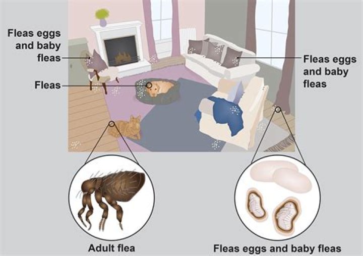 Where do fleas hide in the house?