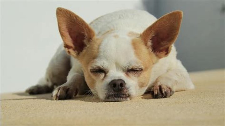 Where should a dog sleep at night?