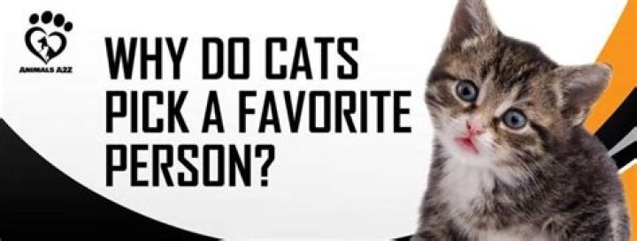 Why do cats pick a favorite person?