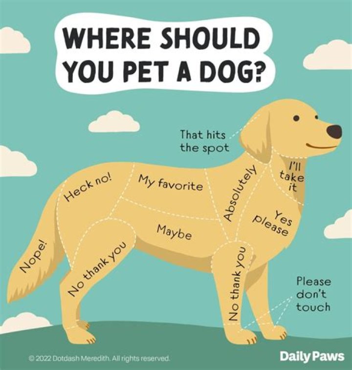 Why does my dog snap at me?
